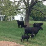 Fall calves on the pasture